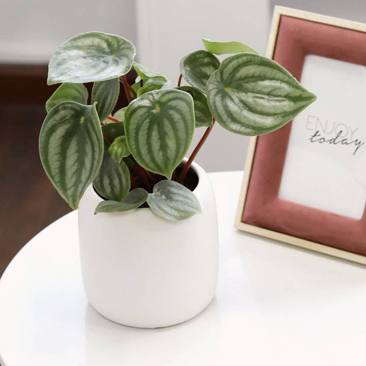 Peperomia Watermelon - Peperomia Plant - Indoor Plants 4/6in for wholesale by Best Plant Friend