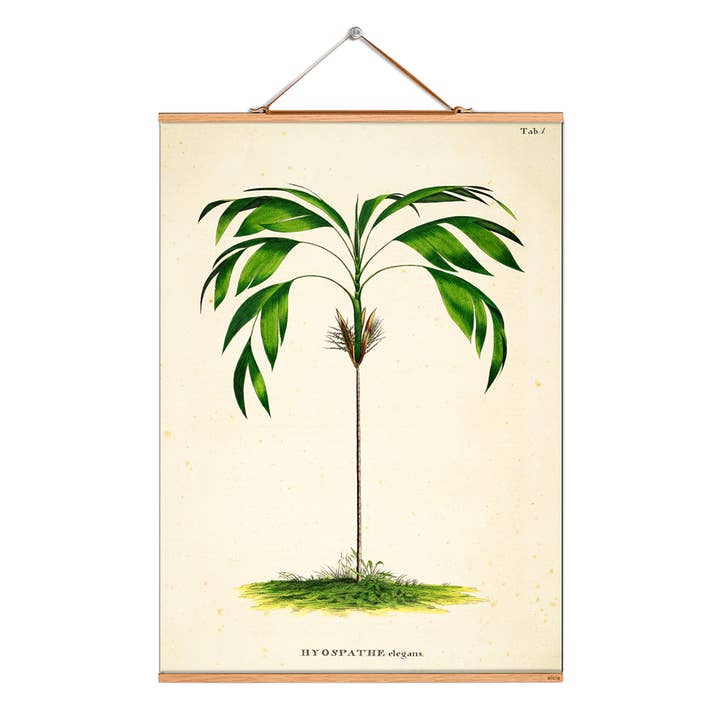 Ilustración de pergamino n.º 021/palm/hyospathe para venta al por mayor de Eicie