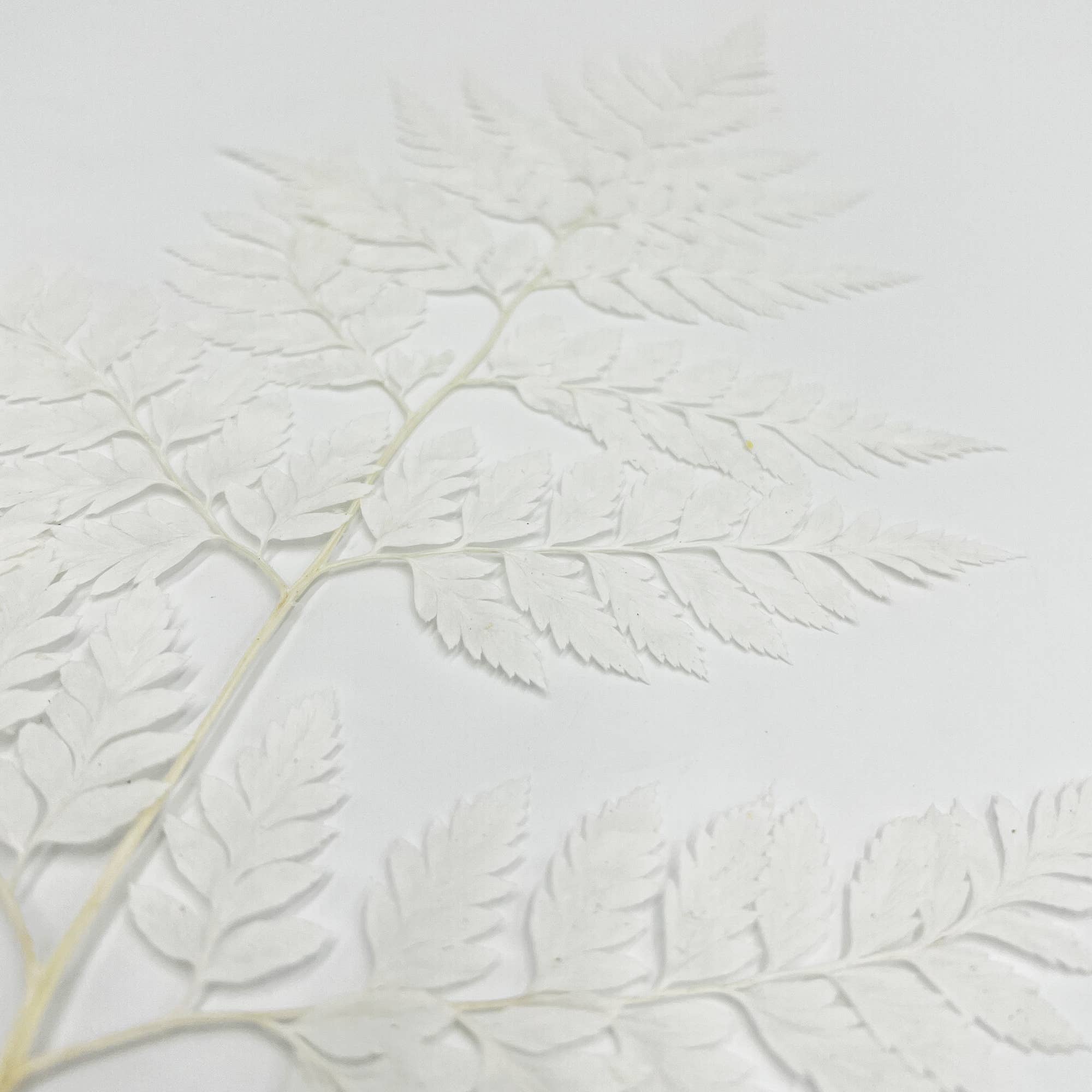 2626 Designs - Vente Fleur séchée/pressée - Fougère Davallia Mariesii séchée et préservée1