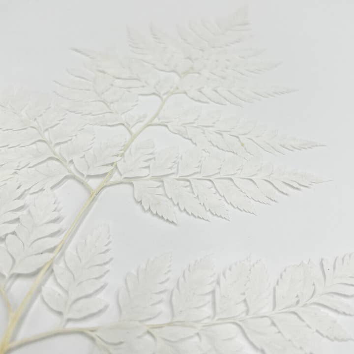 2626 Designs - Vente Fleur séchée/pressée - Fougère Davallia Mariesii séchée et préservée1