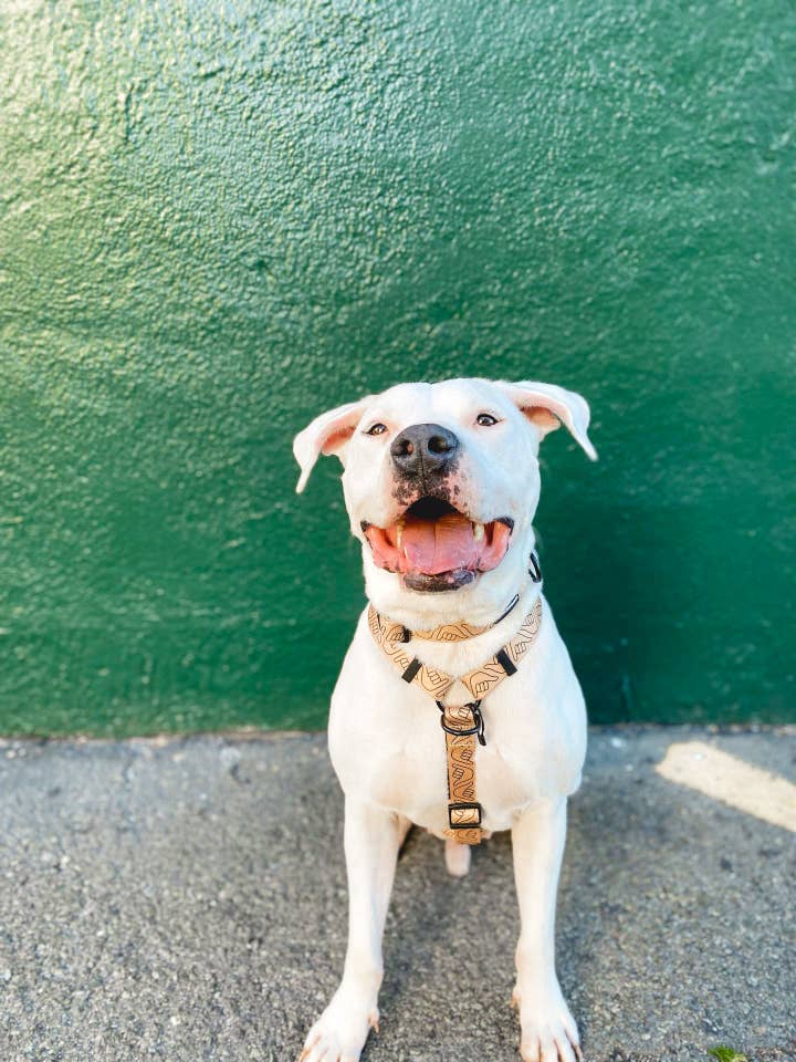 Pettorina Shaka Latte H Style per la vendita all'ingrosso da parte di COOPMONSTERS