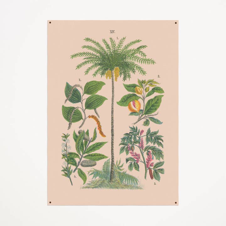 Tela: Palmeira por atacado de Aster Edition