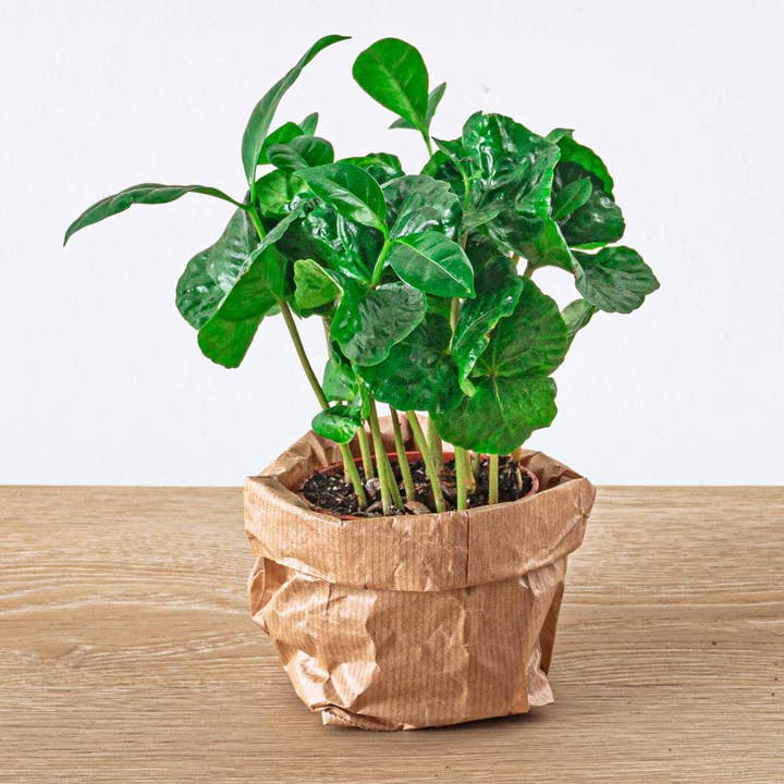 Trendhero.nl/b2b - Wholesale Live Plant - Coffea Arabica - Coffee plant - Terrarium plant3