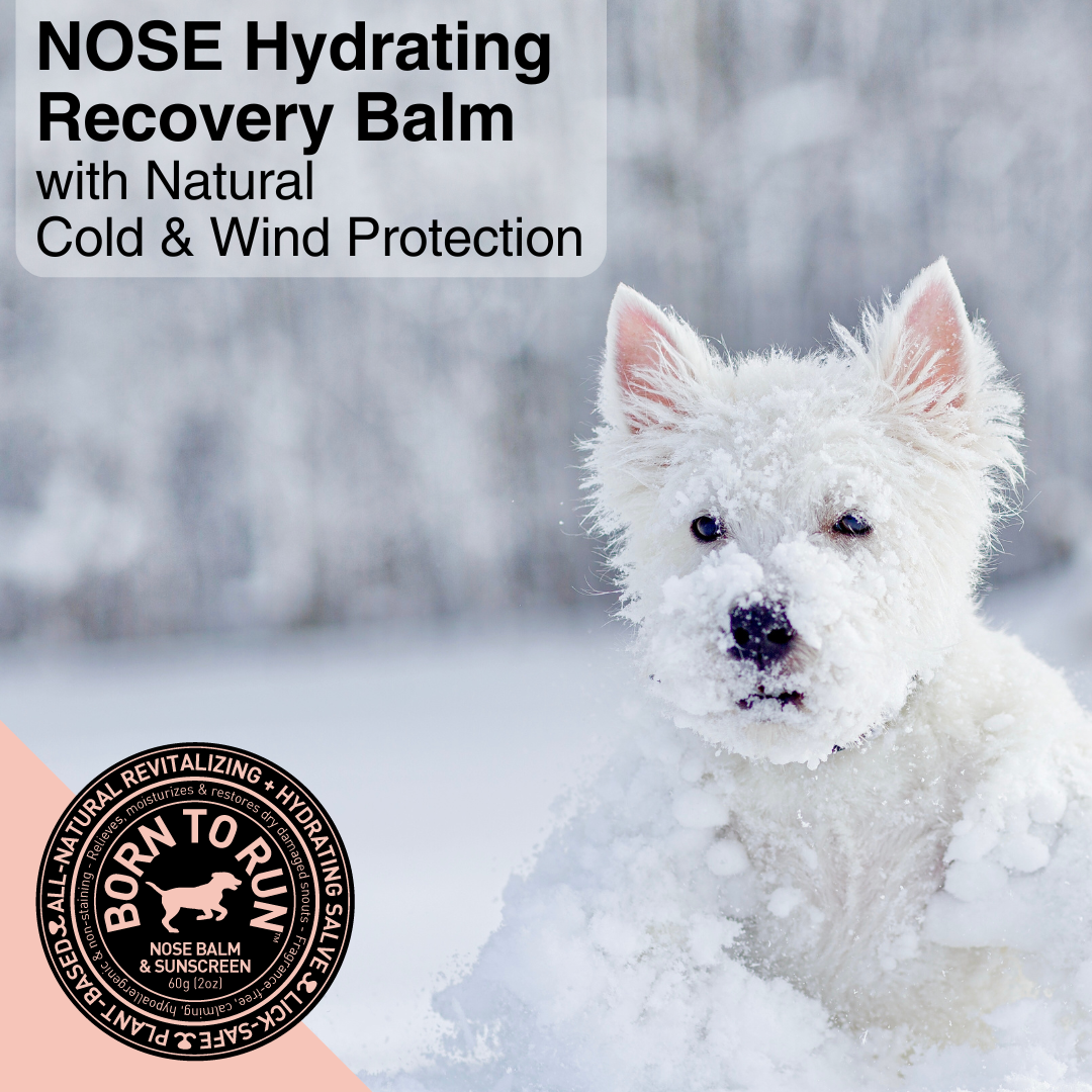 BORN TO RUN DOGS - Wholesale Pet Balm - Dog - Healing Soothing NOSE BALM & Cold Wind Sun Protection 60g1
