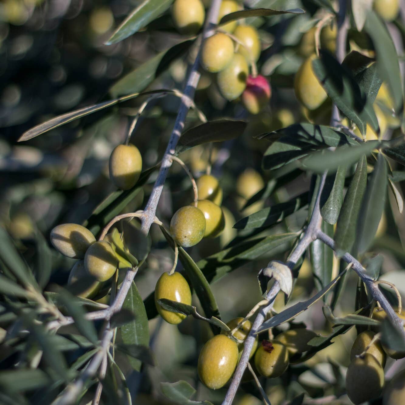 Terradiva Azienda Agricola Biologica - Wholesale Olive Oil - ALLEGRO organic extra virgin olive oil - intense, tin1