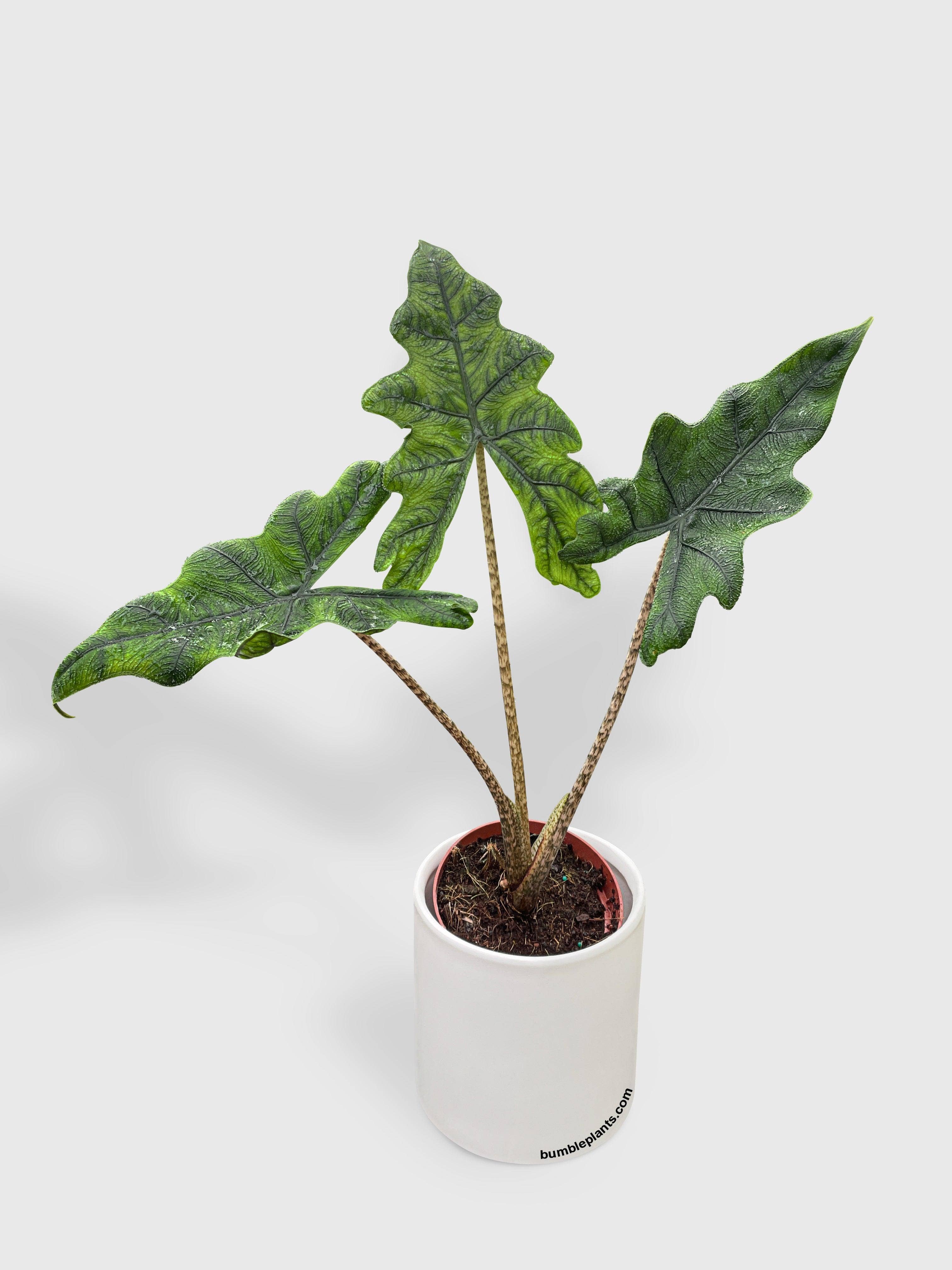 Bumble Plants - Wholesale Live Plant - Alocasia Jacklyn3