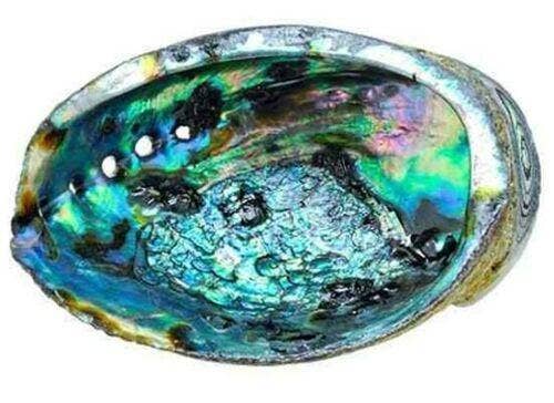 GREENROOTS USA LLC - Wholesale Decorative Plate/Dish/Bowl - Green Abalone Sea Shell One Side Polished Beach Craft 6" - 7