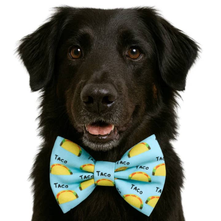 TACO - PET BOW TIE for wholesale by DAPPER DEXTER