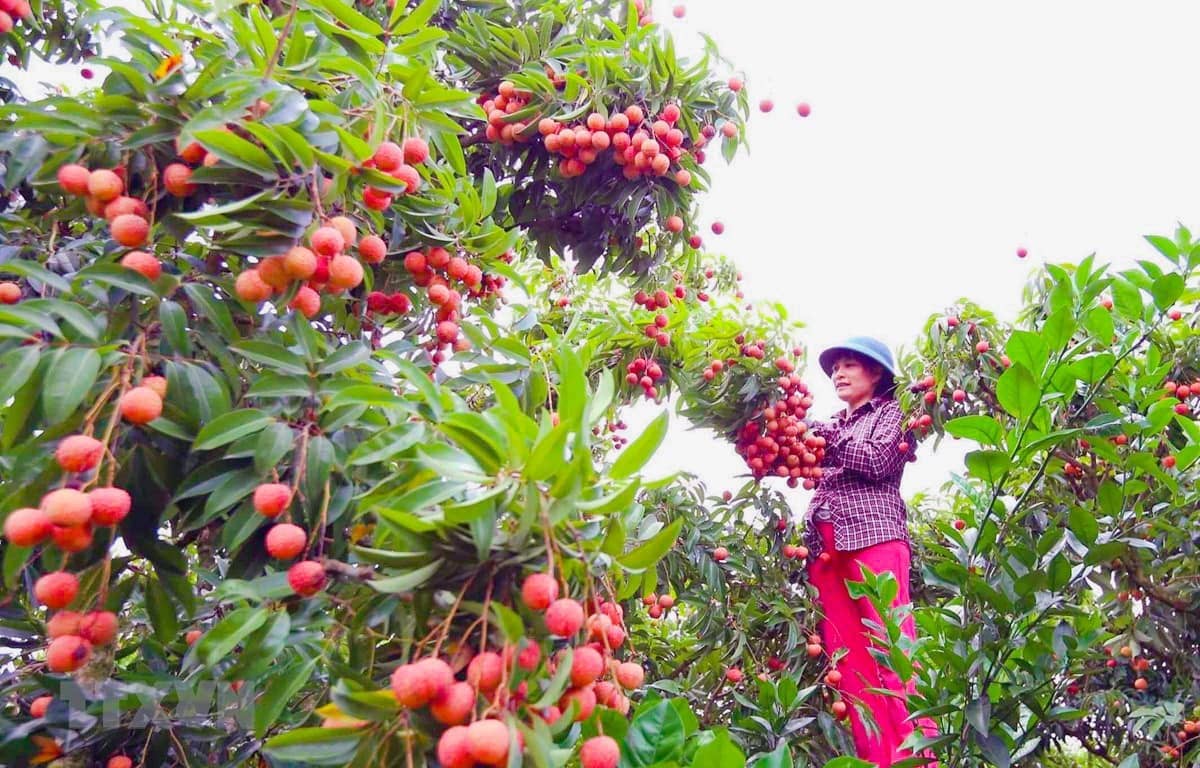 OhFresh Brands - Wholesale Fruit Juice - OhFresh Juice Lychee 500 ml (12pk)3