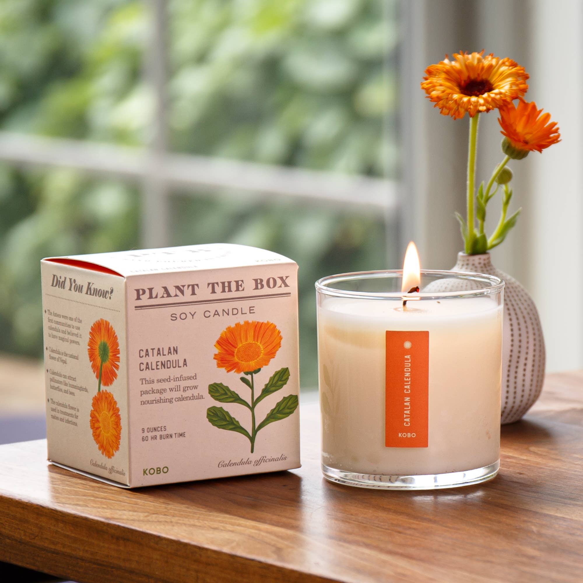 KOBO - Vendita all'ingrosso Candela in vasetto - Candela Catalan Calendula - Plant the Box - 9oz.1