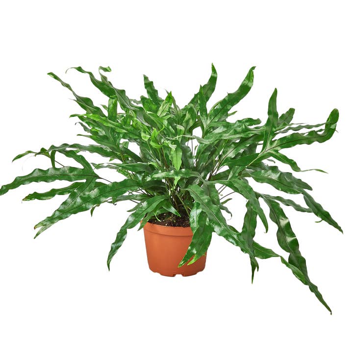 FERN KANGAROO PAW 6-inch for wholesale by House Plant Wholesale
