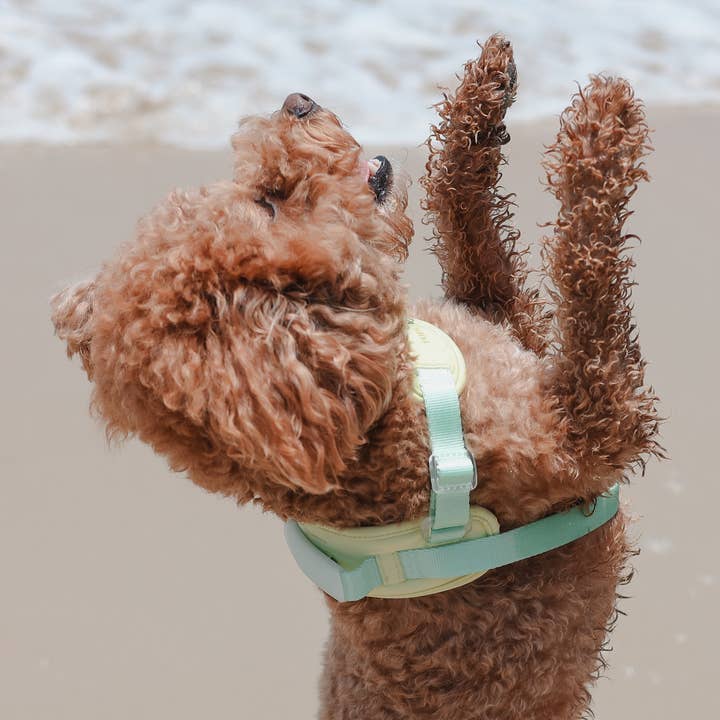 Pups & Bubs – Arnês – Cão por atacado – Jelly Harness (Creme Soda) | Tecido Ultra Comfort Único5