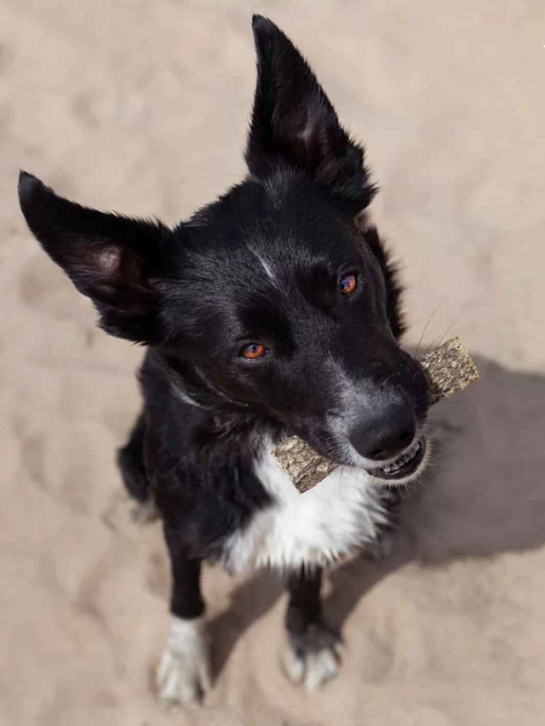 Truffe Délice - Vente Friandises – chien - Lamelles de peaux de morue1