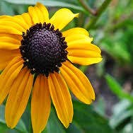 GardenPerspective – wholesale Levande växt – 5 Brunögda Susan - Rudbeckia Triloba flerårig barrot