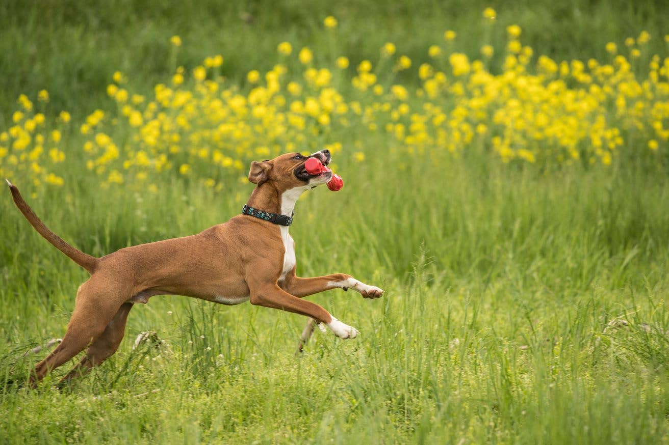 Caitec Inc - Venta al por mayor Juguete - Perros - Juguete para Perros con Forma de Palo y Sonajero – Chase2