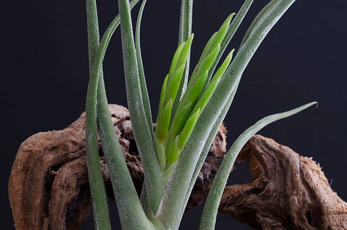 The Artizan Way - Vente Plante - Tillandsia Caput Medusae | Usine Air Vivante6
