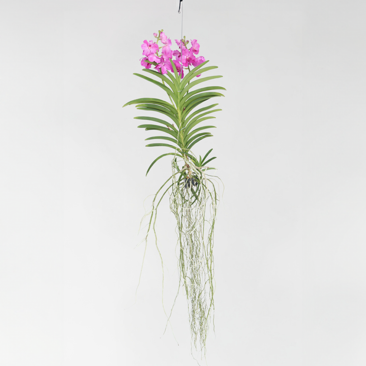 Oasis of Life - Wholesale Live Plant - Vanda Orchid – Vanda 'Pink' – Height 90cm – Exclusive orchid with bright pink flowers – Tropical indoor plant without soil – Easy care & reblooming0