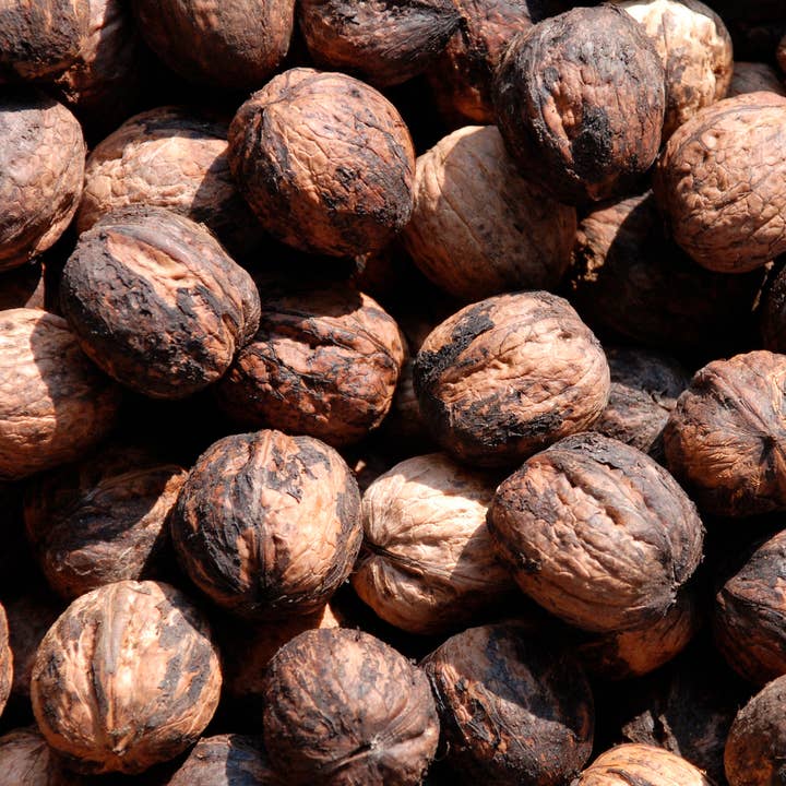 Herb To Body - Wholesale Herbs - Black Walnut Hull C/S 1lb