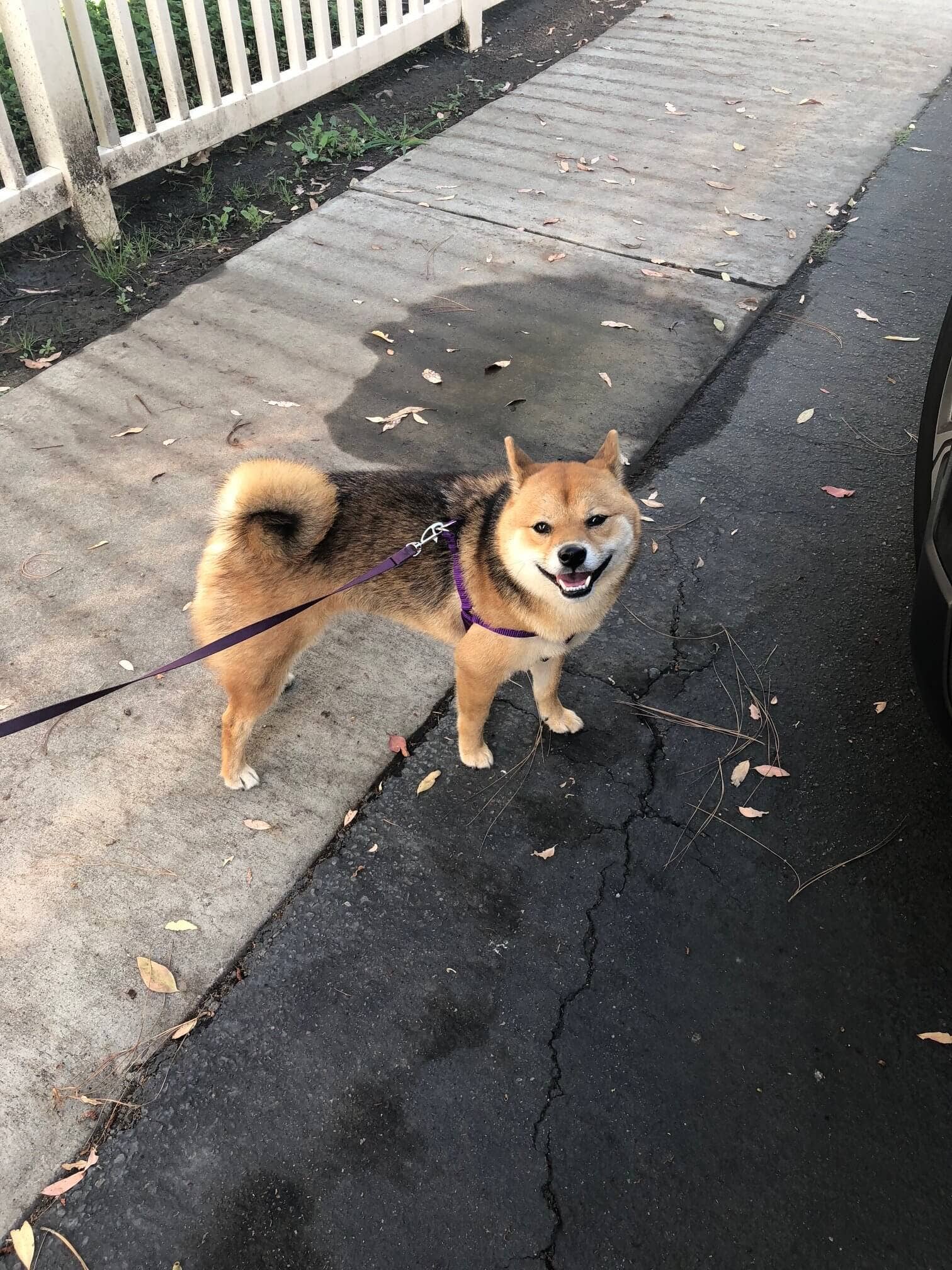 Mimi Green – Arnês – Cão por atacado – Arnês de nylon para cães - Step in - 23 cores!12