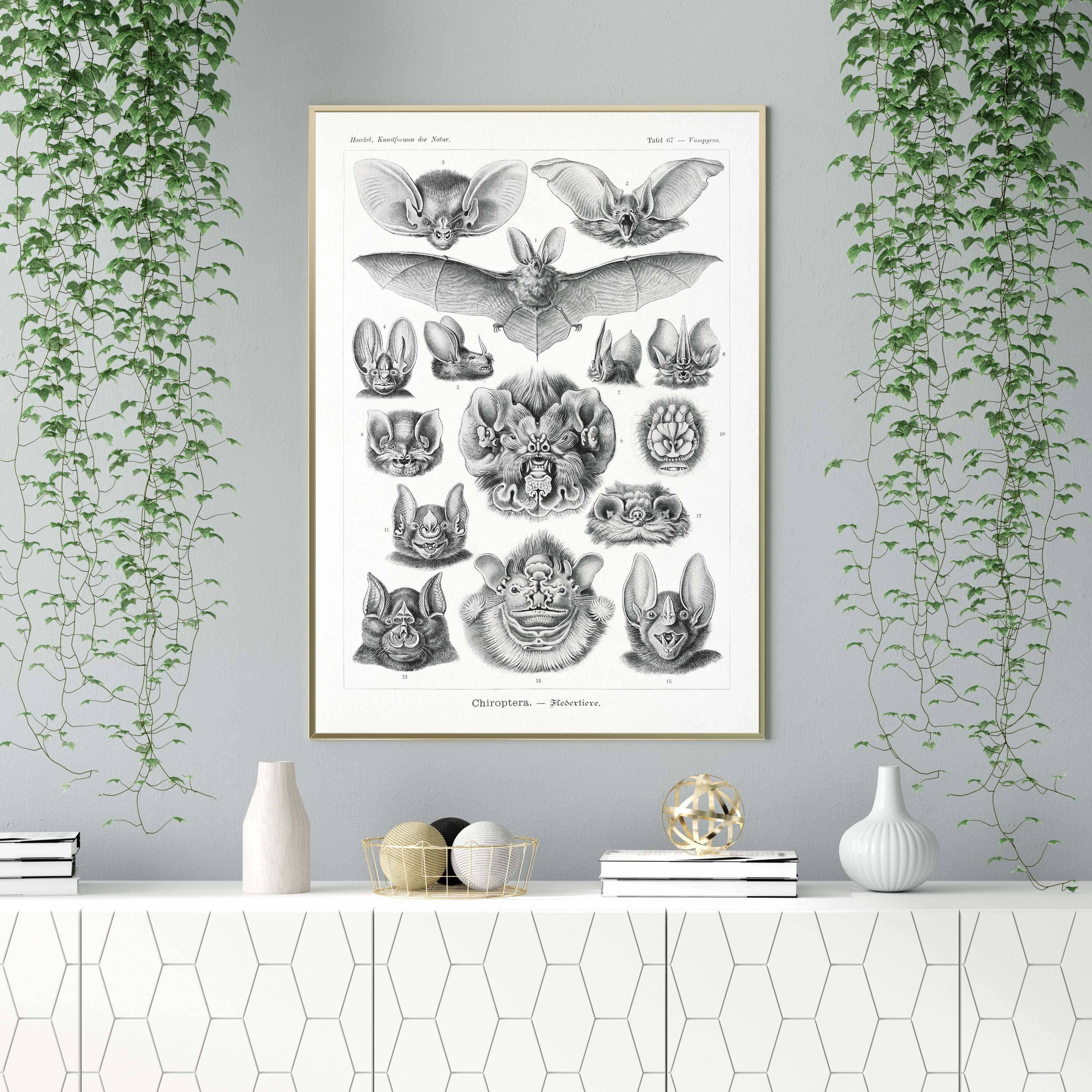 Rock Paper Scissors Wall Art - Wholesale Poster - Bats - Chiroptera by Ernst Haeckel5