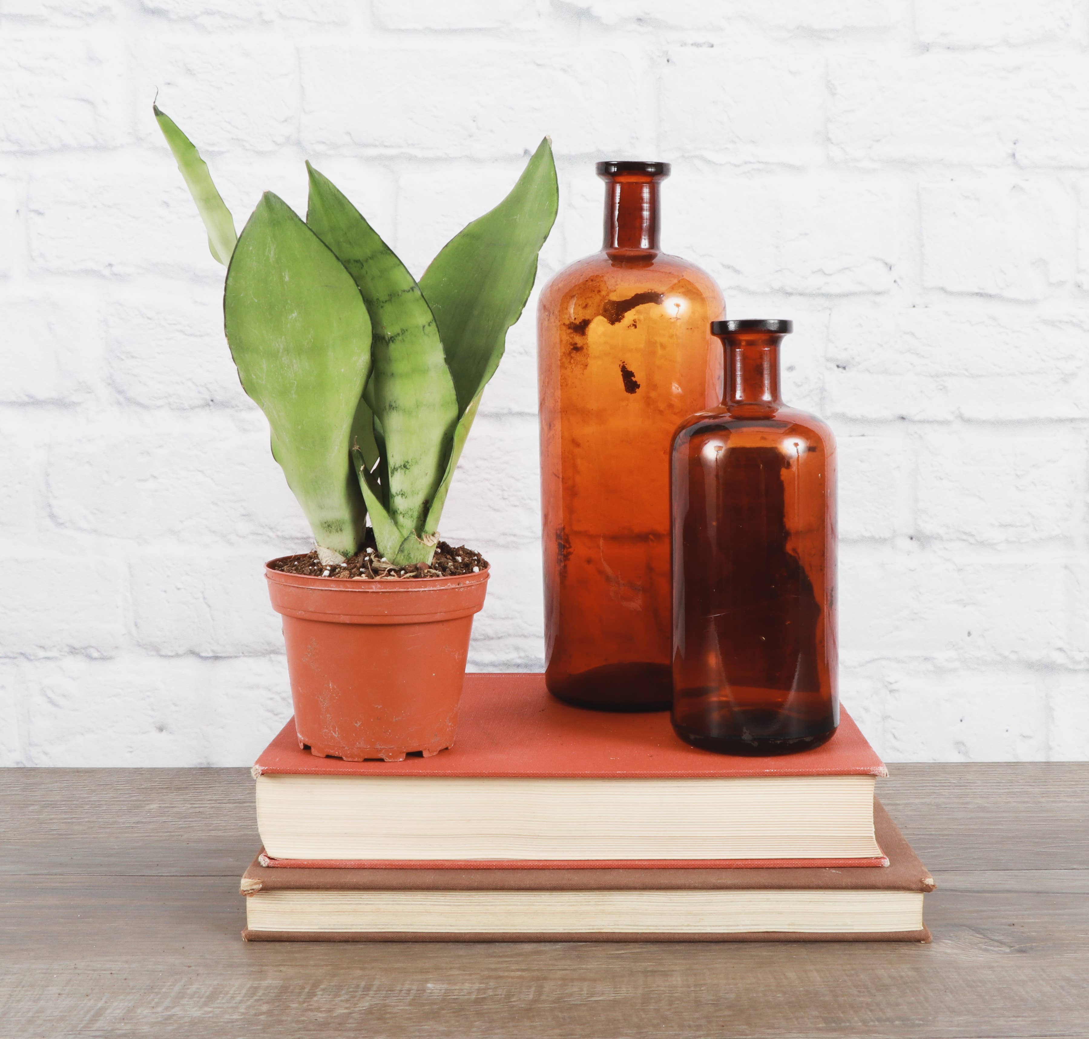 Thorsen's Greenhouse - Vente Plante - Moonshine Snake Plant - Plante vivante3