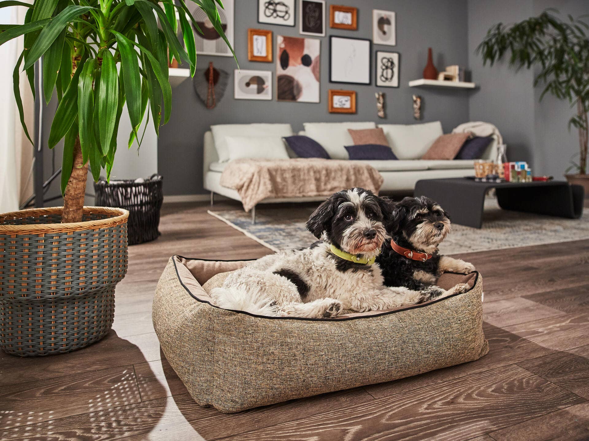 LABONI - Volentis GmbH - Wholesale Pet Bed - Dog - SCALA classic pet bed13