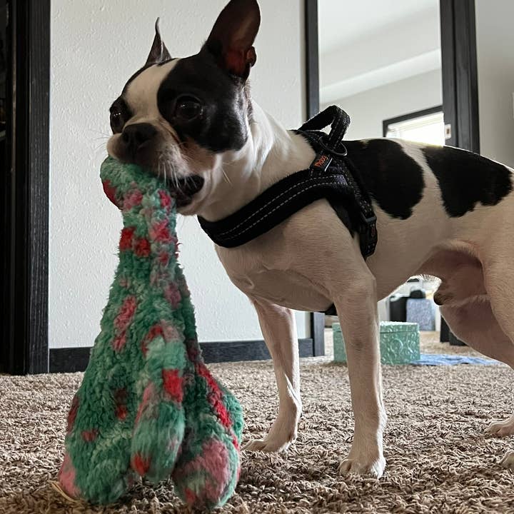 Whiskers 'n Paws Unique Pet Gifts, LLC - Wholesale Pet Plush Toy - Dog - Abby the Fuzzy Frog Green (AFG-043)
