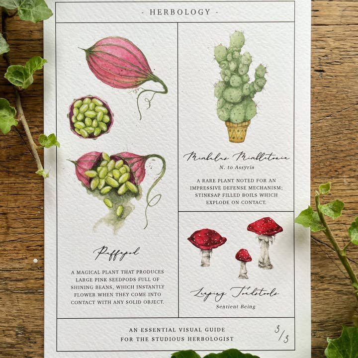Georgiou Draws – Großhandel Kunstdruck – Herbology Chart Magical Botanical Art Print Set mit 3 Drucken3