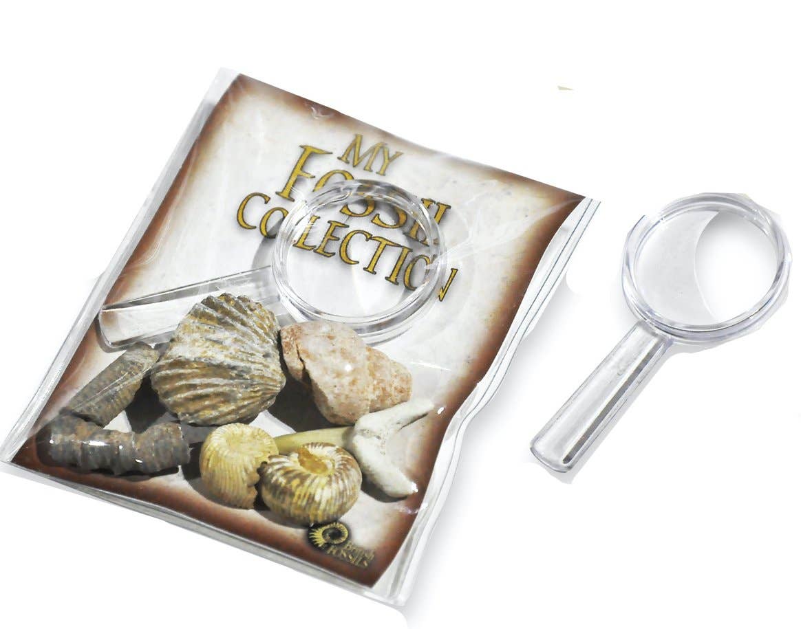 Science and Nature - Wholesale Toy set – Kids - My Fossil Collection (Display of 30)1