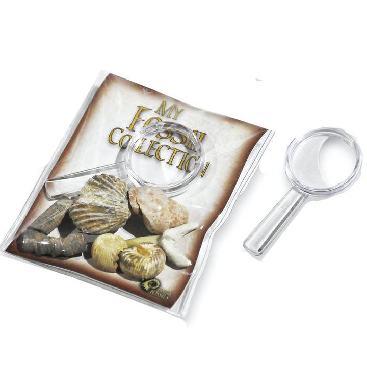 Science and Nature - Wholesale Toy set – Kids - My Fossil Collection (Display of 30)1