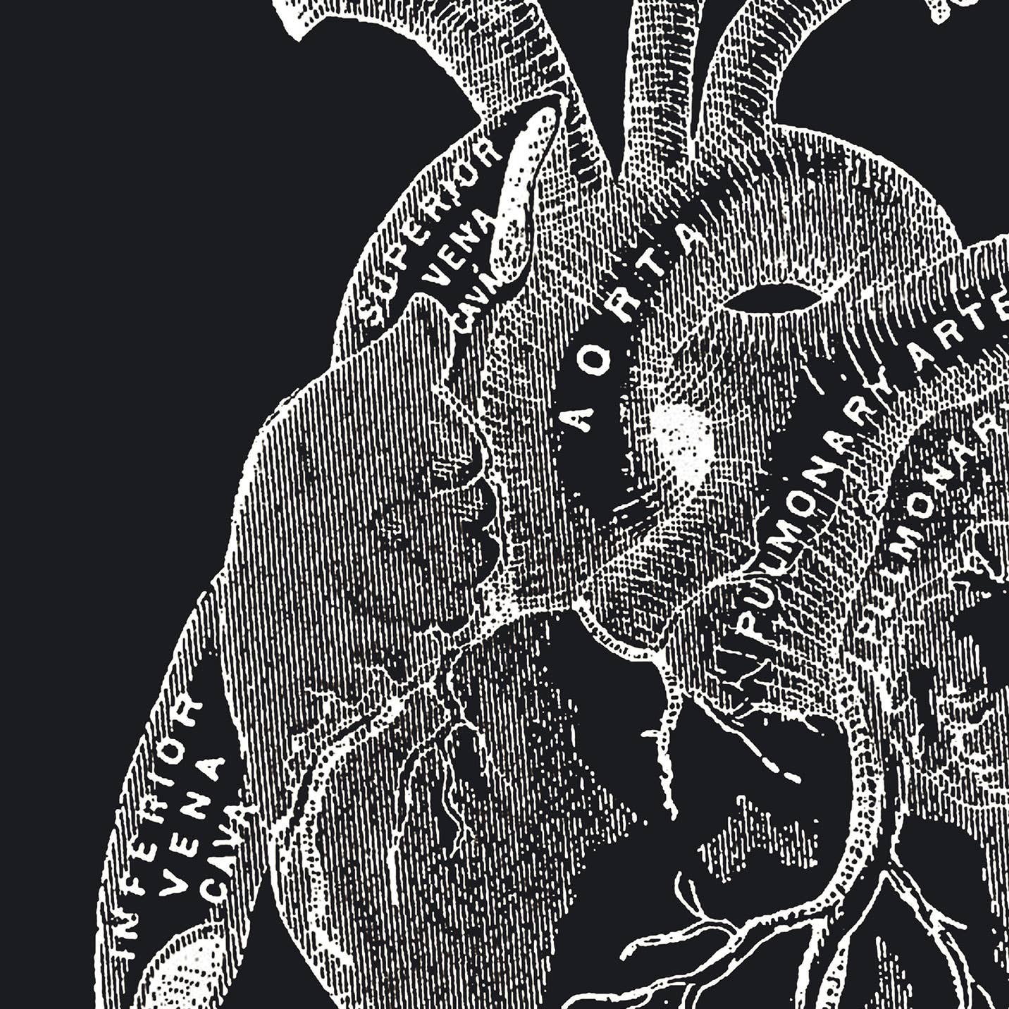 Curious Prints - Wholesale Art Print - Vintage Anatomy Heart Diagram Black Print w/ optional frame1
