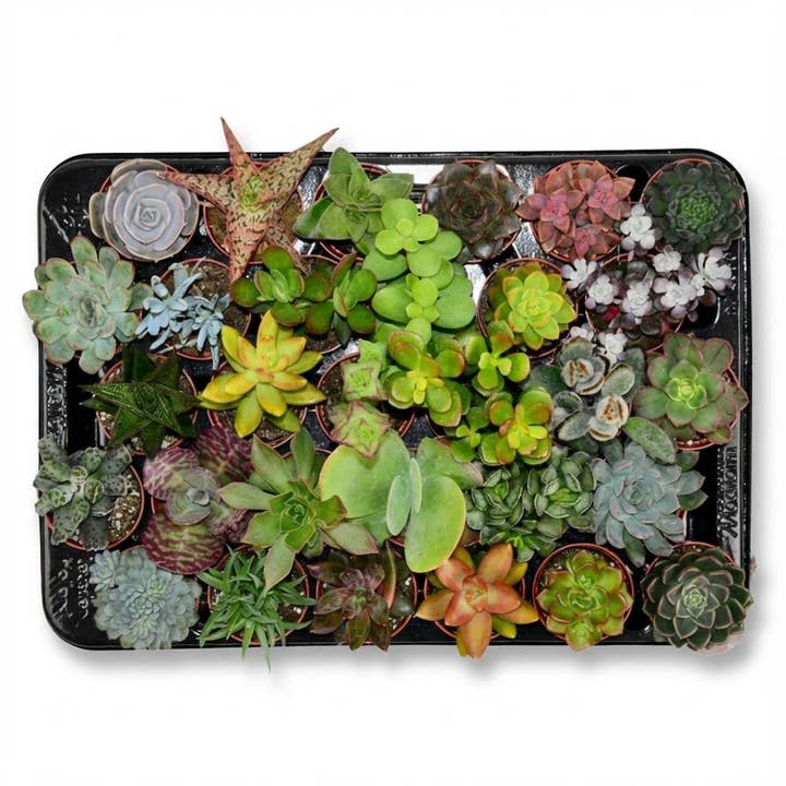Mini Sukkulenter Mix – 30 Planter – Ø5,5cm – Højde 5–10cm – Nemme stueplanter – Små sukkulenter til skåle, vindueskarm & dekoration for engroshandel hos Oasis of Life