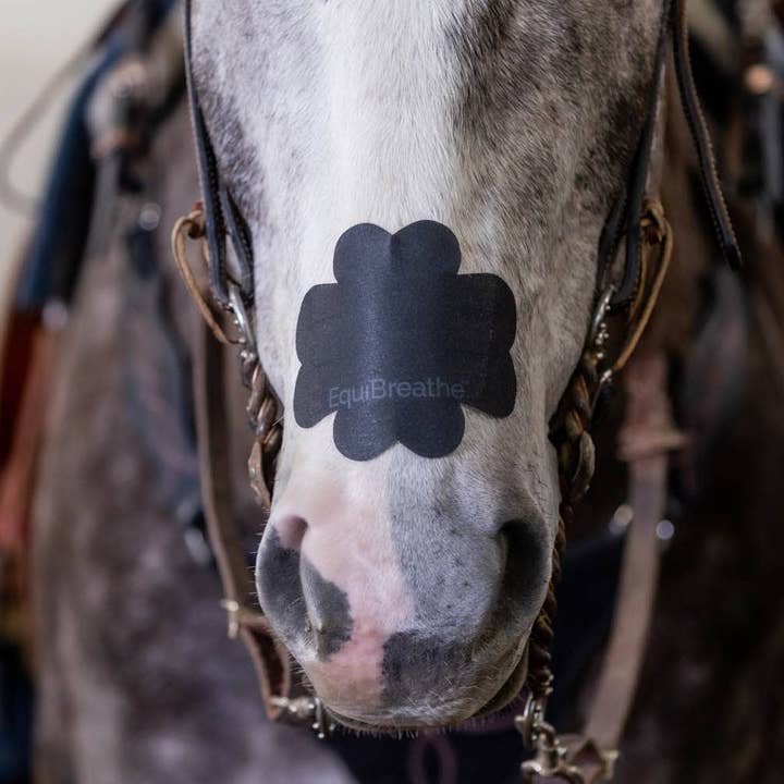 Equine Excellence - Vendita all'ingrosso Balsamo per cavalli - Cerotto Nasale EquiBreathe™ per Equini - Nero3