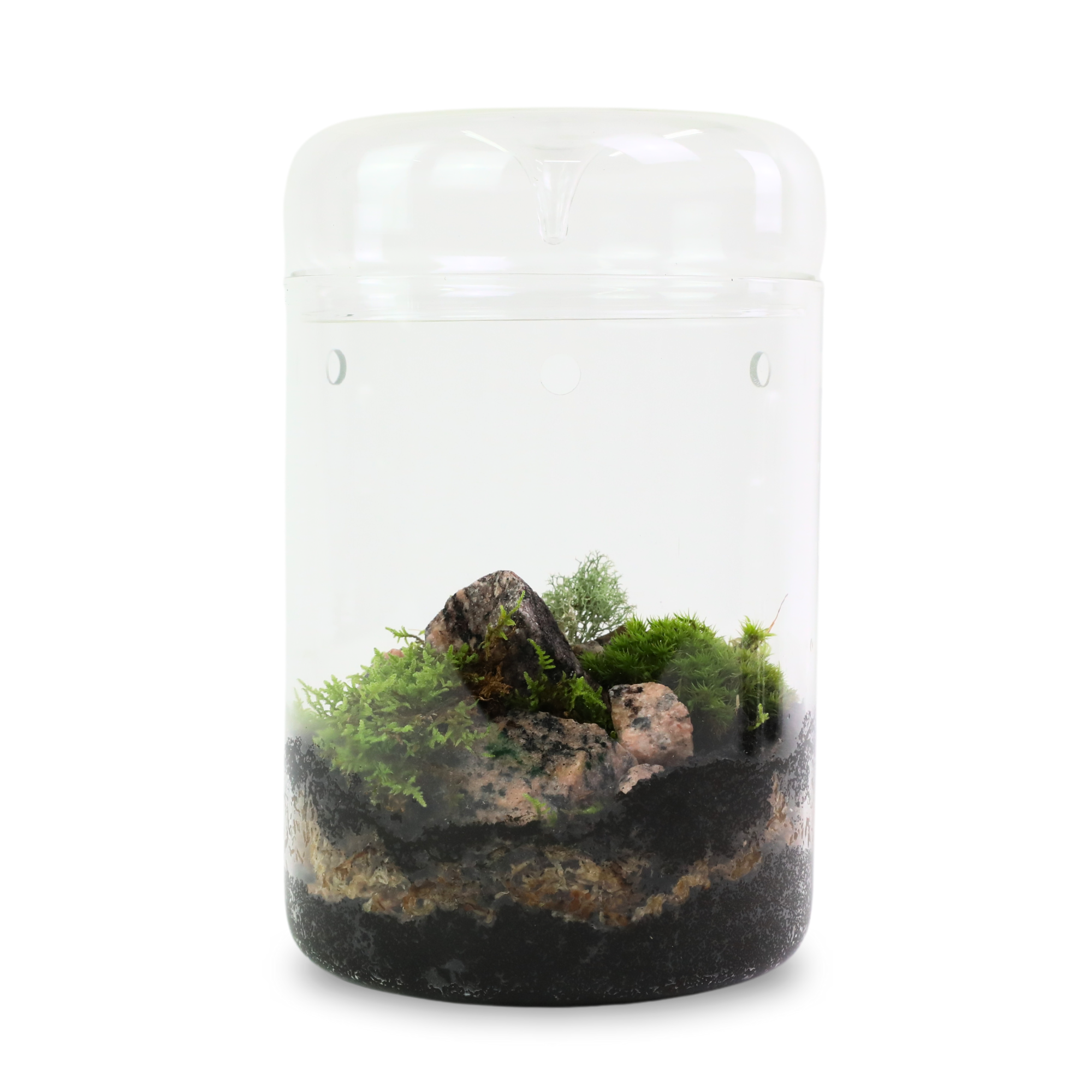 Mossify - Wholesale Live plant - Live Mood Moss – Dormant 6x6" Squares, Hand-Harvested8