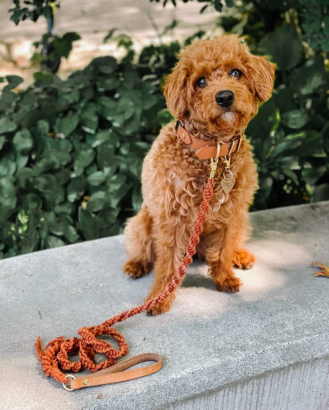 EMBER & IVORY - Wholesale Pet Leash - Dog - Macrame Dog Leash w/ Leather Handle - Rust Rope7