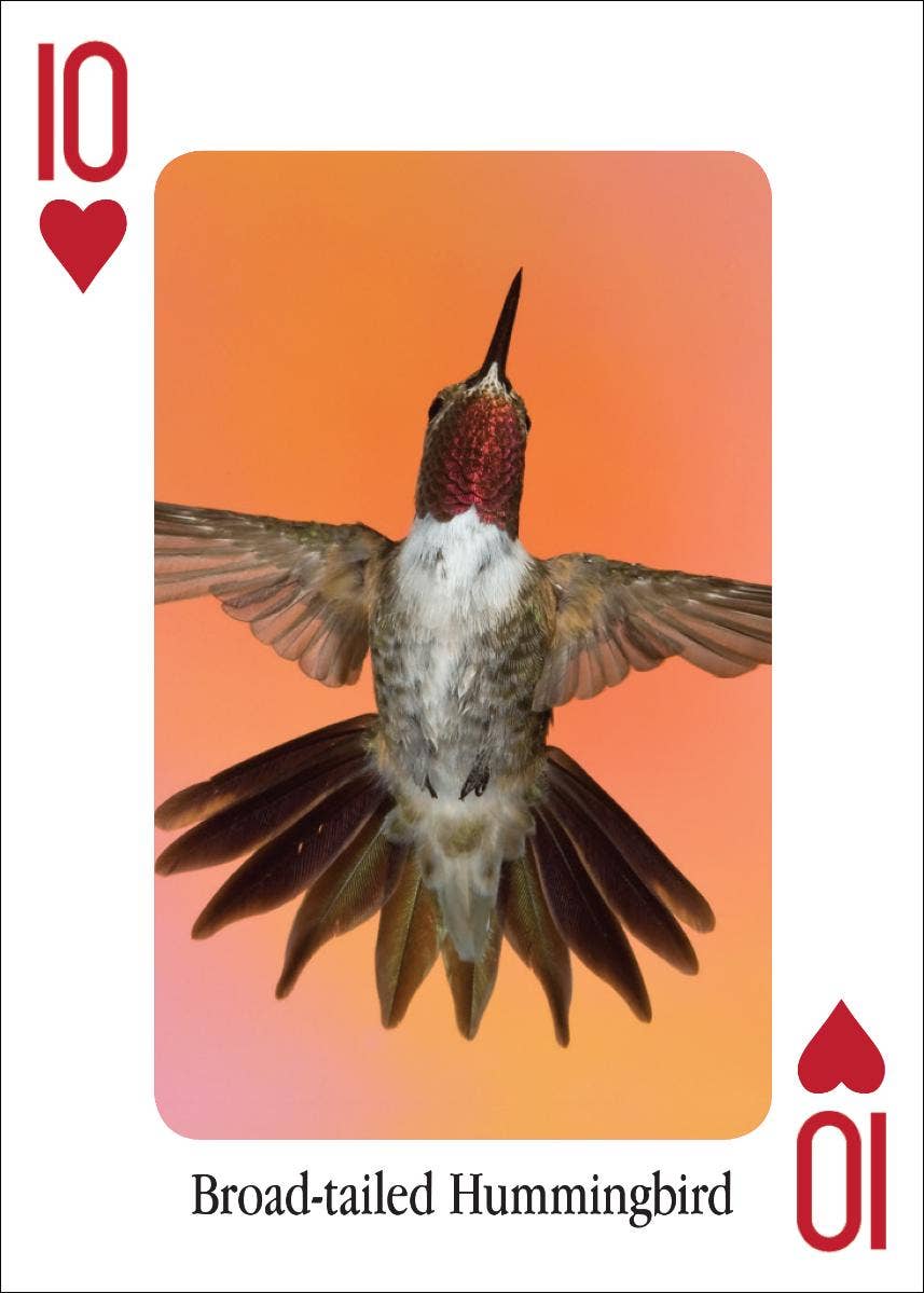 AdventureKEEN - Wholesale Playing Cards - Hummingbirds Playing Cards1