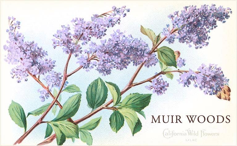 Found Image Press - Wholesale Stationery/Notecard Set - Greeting Card CA-1051 Lilac, Muir Woods, California0