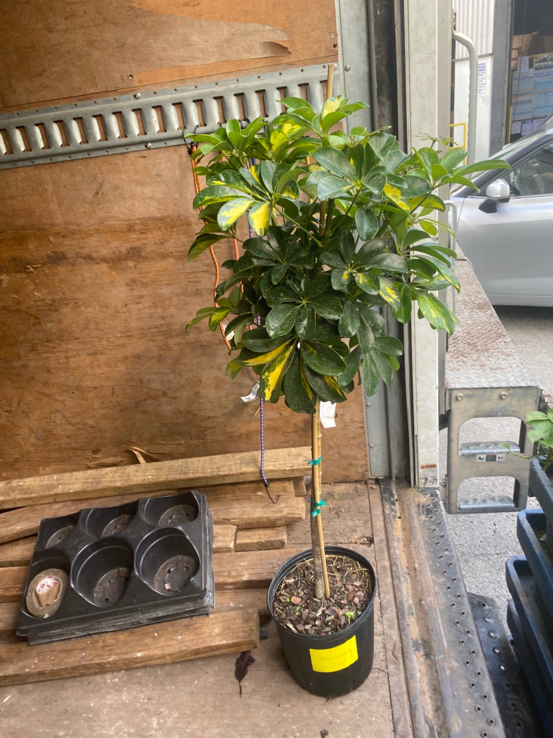 Triad Plants - Wholesale Live Plant - 10" Schefflera Arboricola Standard Gold Capella