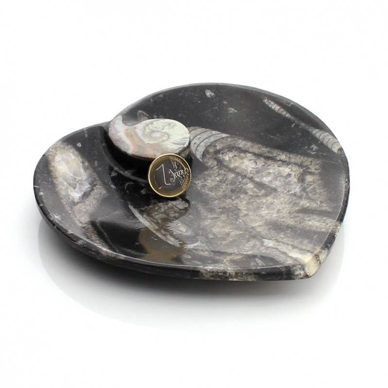 UniArt - Vente Objets de décoration - Assiettes décoratives avec ammonites et orthoceras authentiques11