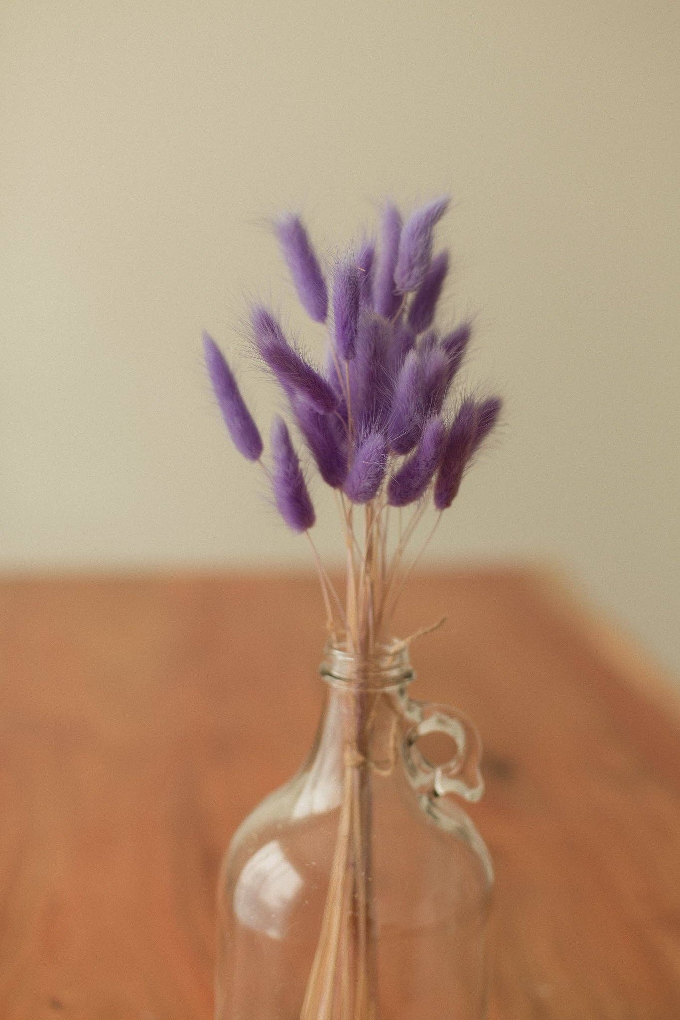 Eucalypt Co. - Venta al por mayor Flores secas/prensadas - Colas de conejo preservadas21