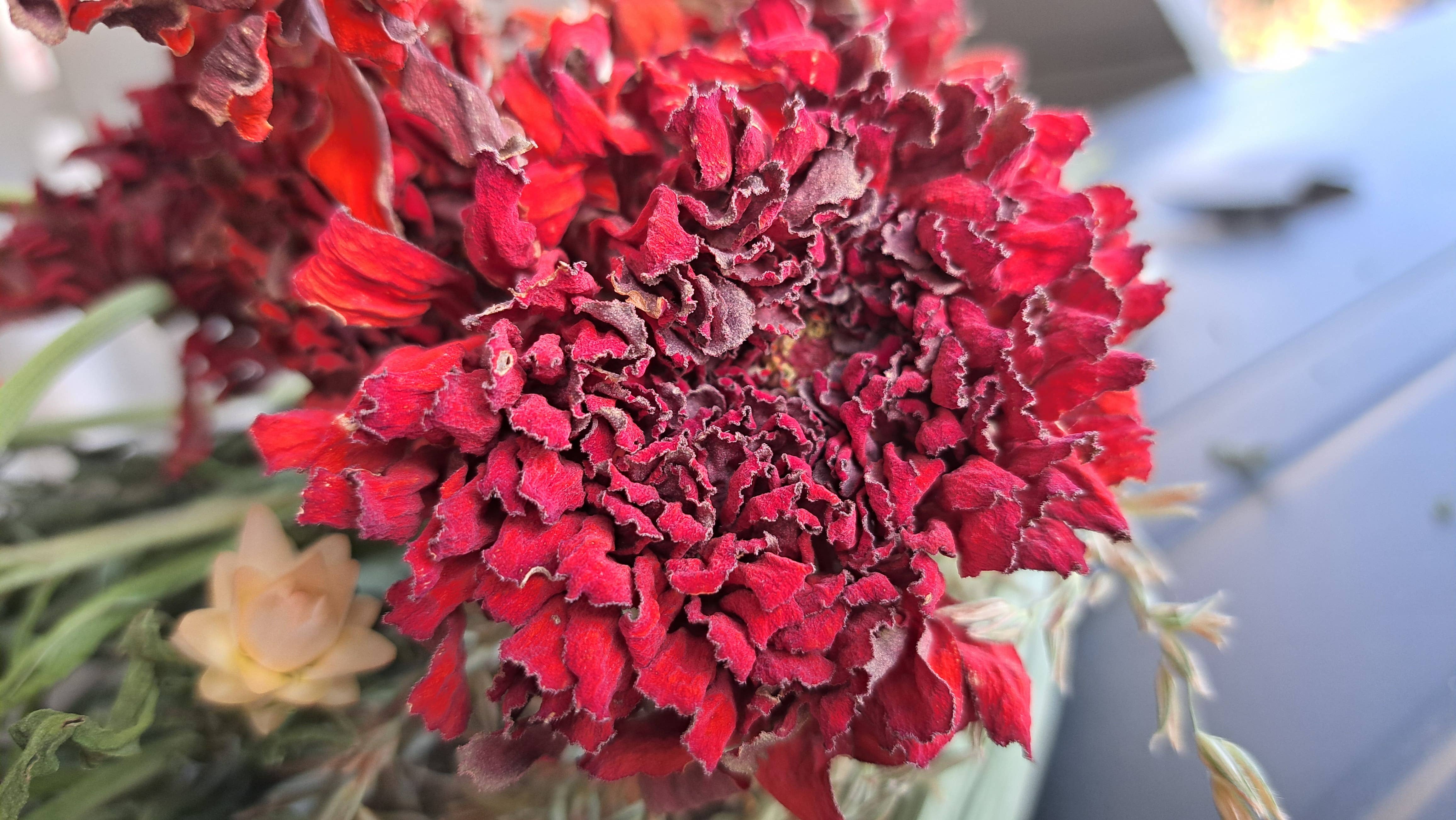 Fence Post Florals - Wholesale Gedroogde/geperste bloemen - Zinnia's0