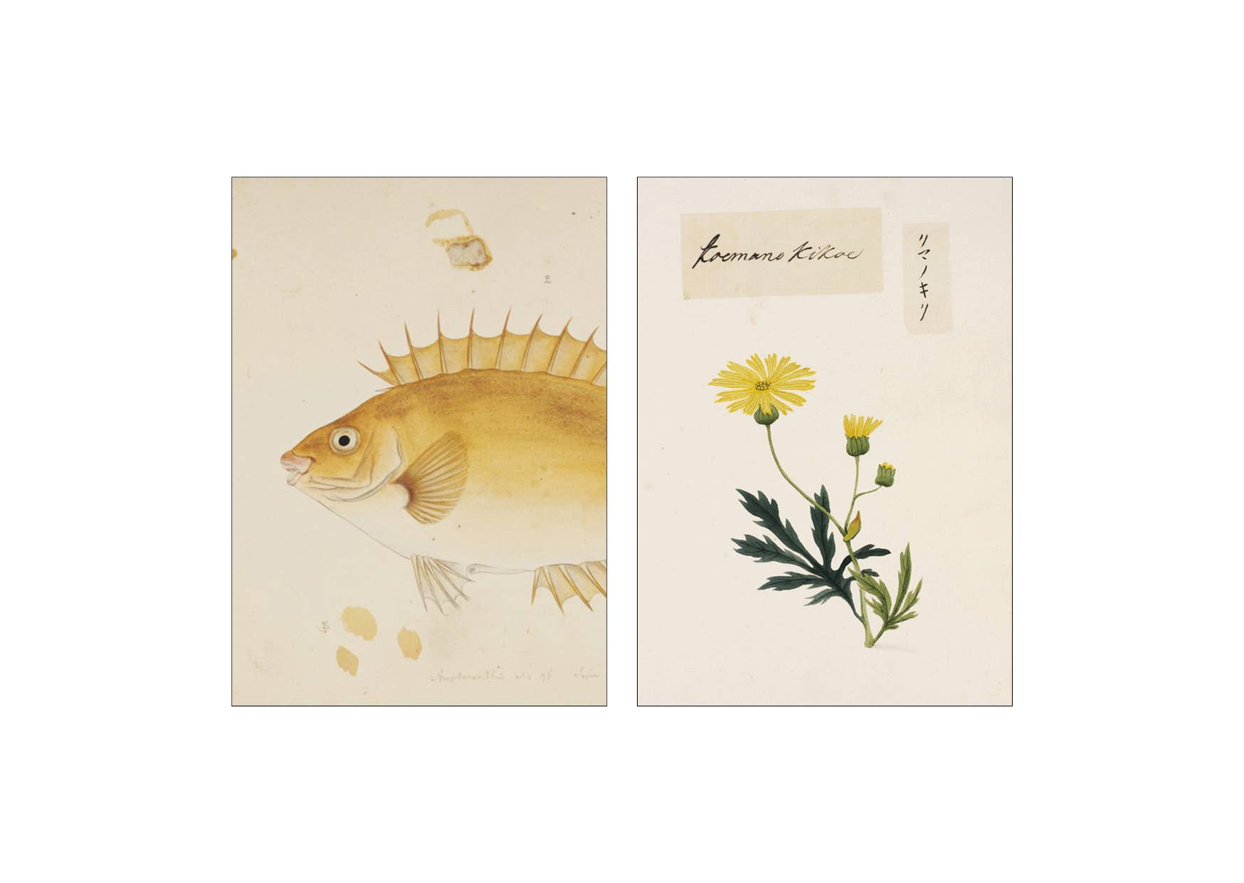 Lylies - Wholesale Wall Tile - Wall tile collage from the Naturalis collection - Julia2