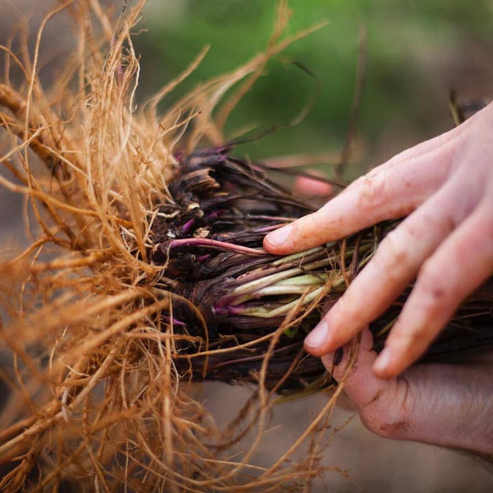 Heartsong Herbs - Wholesale Tincture - Echinacea Tincture4