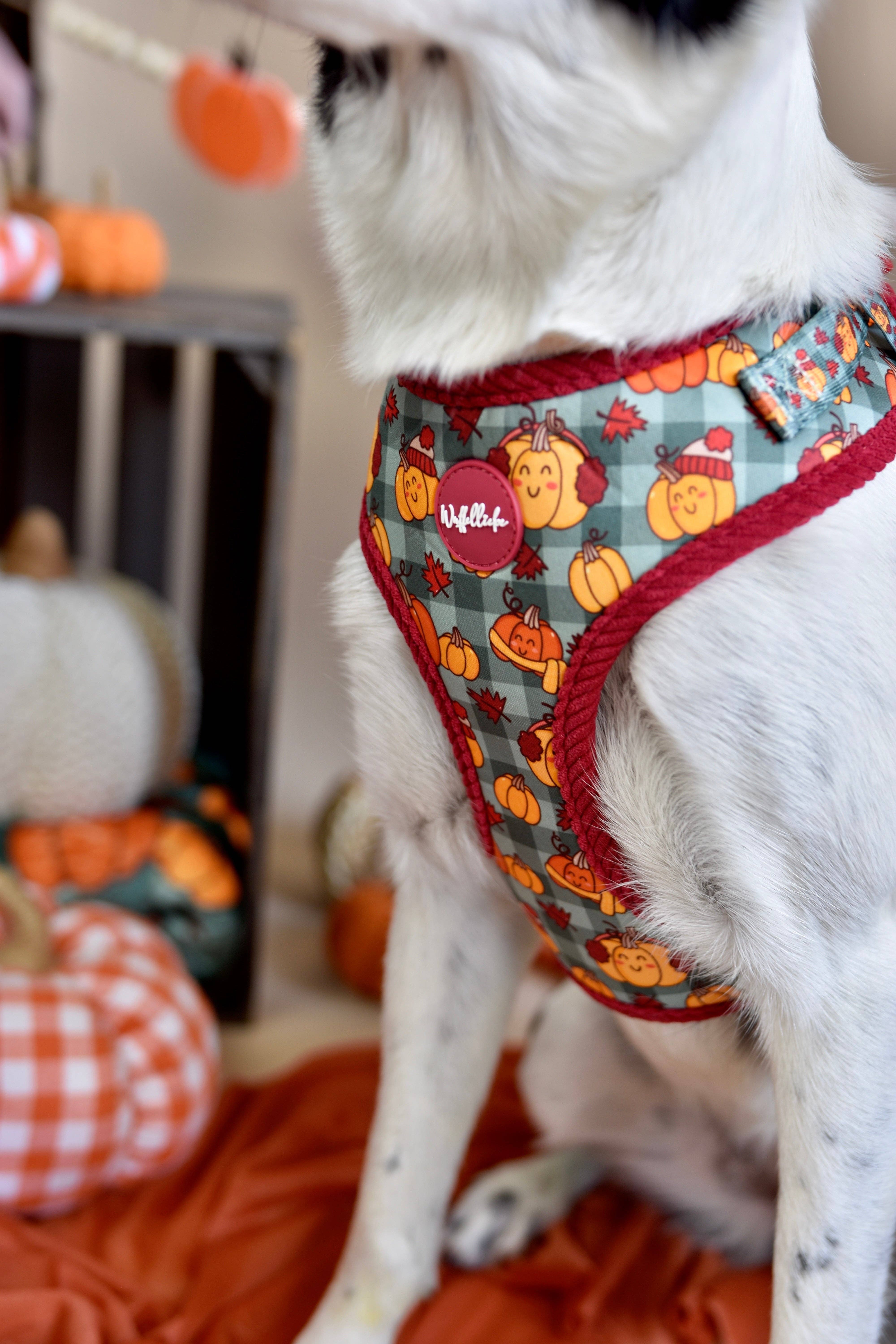 Wuffelliebe - Wholesale Pet Harness - Dog - Cosy Pumpkin Patch - Tableware1