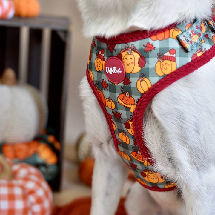 Wuffelliebe - Wholesale Pet Harness - Dog - Cosy Pumpkin Patch - Tableware1