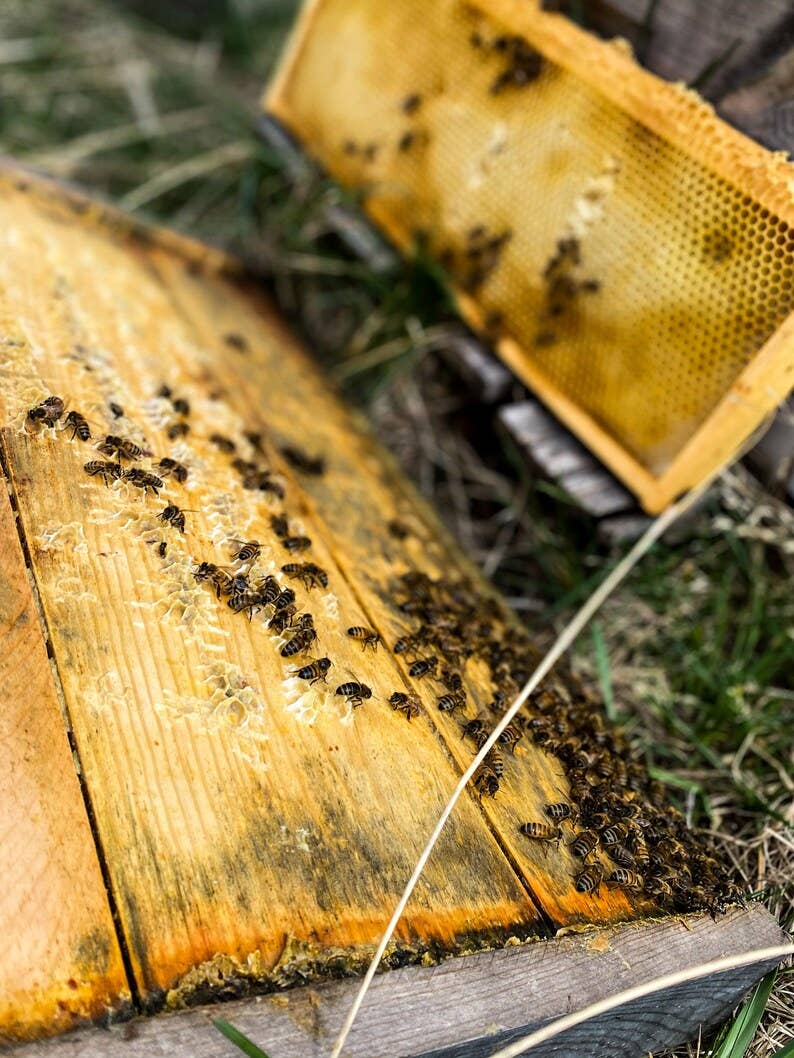 Messner Bee Farm - Wholesale Travel Candles - Honeysuckle Vanilla Bean 4oz. Candle - Paraffin free!6