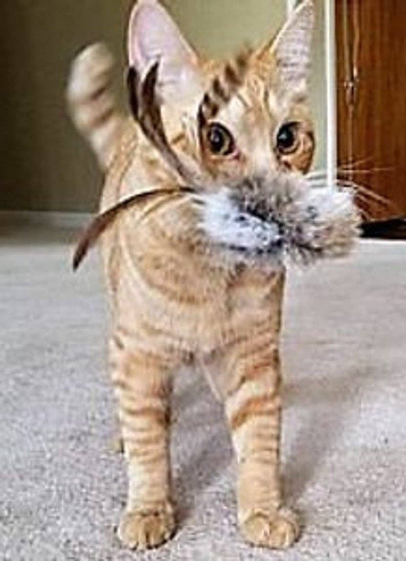 Whiskers 'n Paws Unique Pet Gifts, LLC – Brinquedo - Gato por atacado – Brinquedo para Gatos Birbit (BCT-001)1