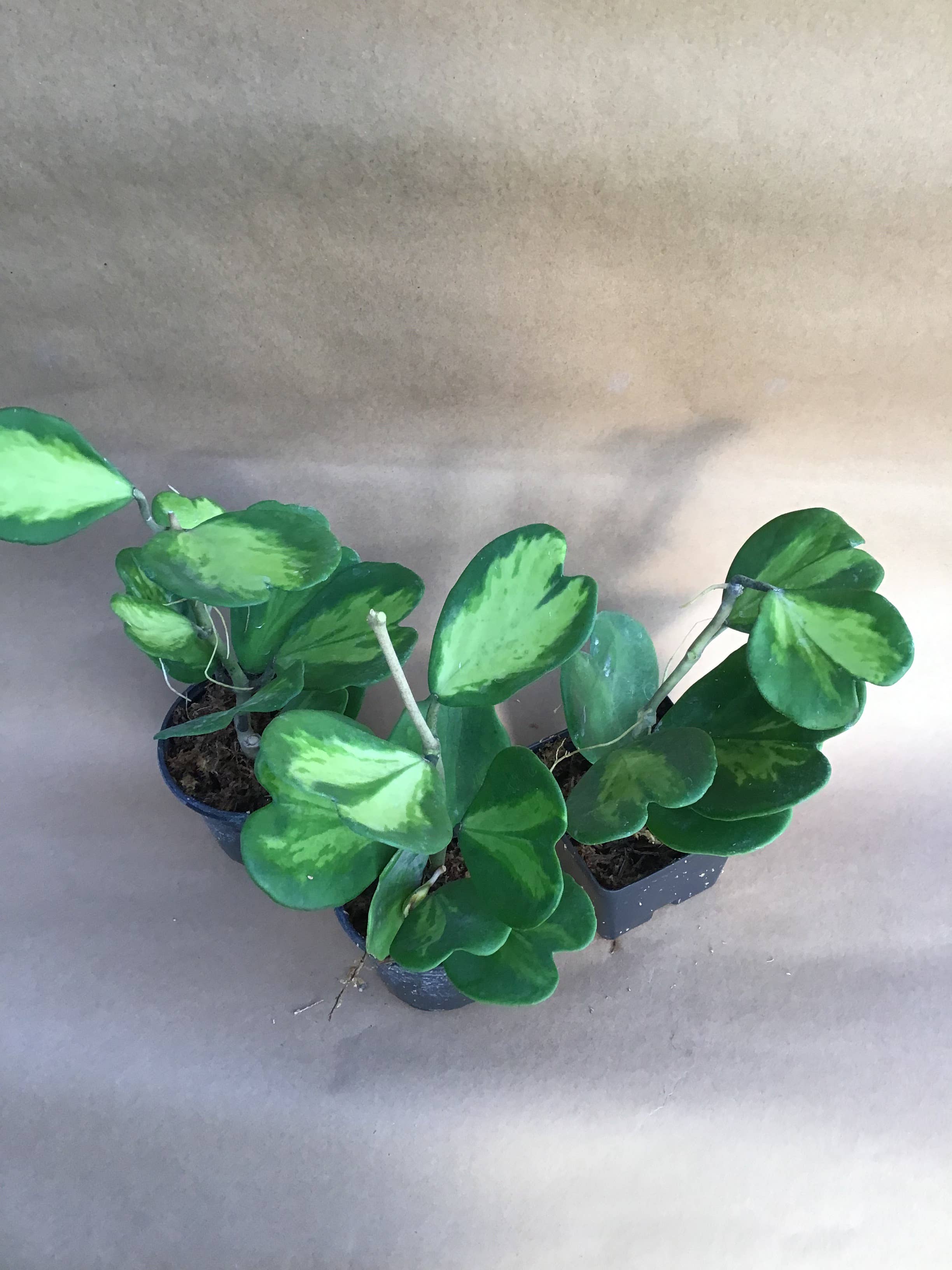 Buzz + Thrive Gardens - Wholesale Live Plant - Hoya kerrii variegata 2