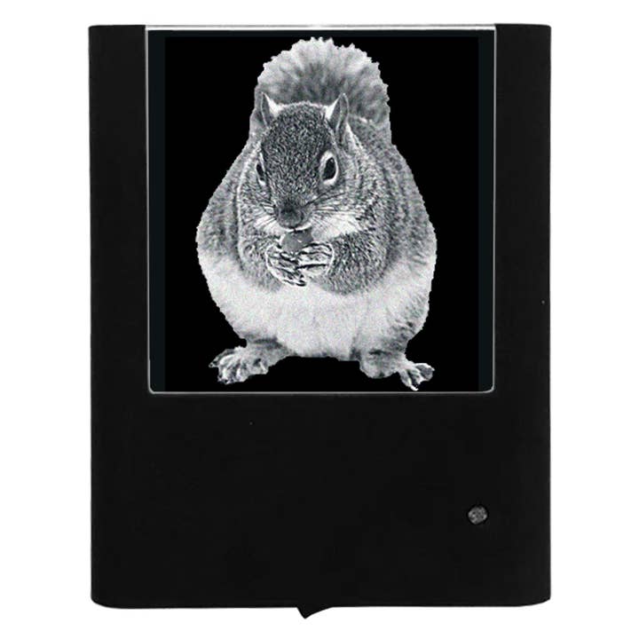 Graveret egern for engroshandel hos Nightlight Studio