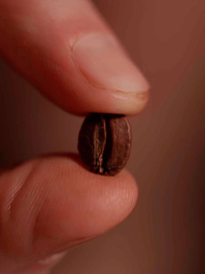 Échantillon de grains de café entier torréfaction légère — Pack de variétés de 3 cafés pour la vente par Oval Coffee Roasters